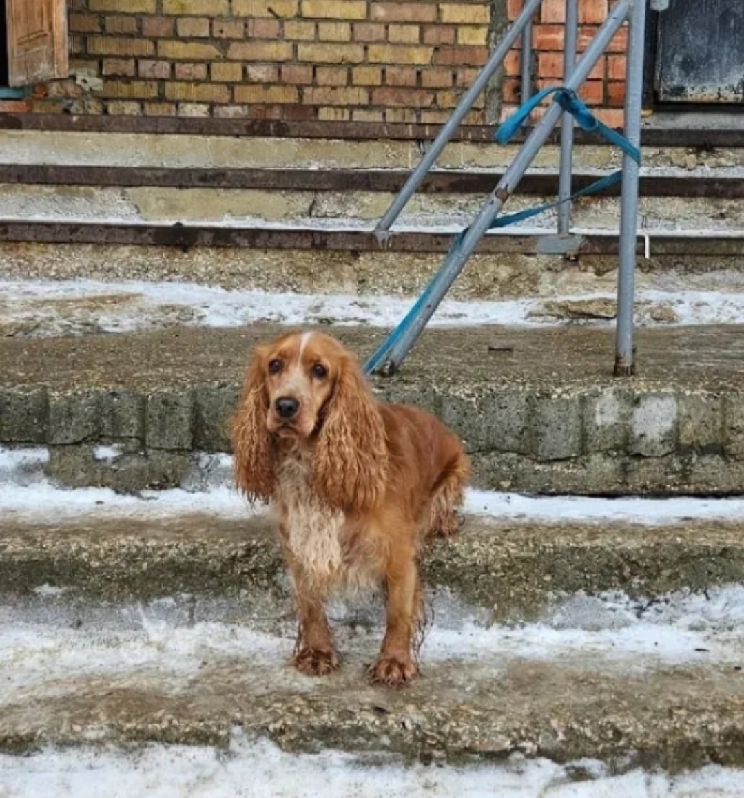 Пропала собака в Ухте — фото объявления