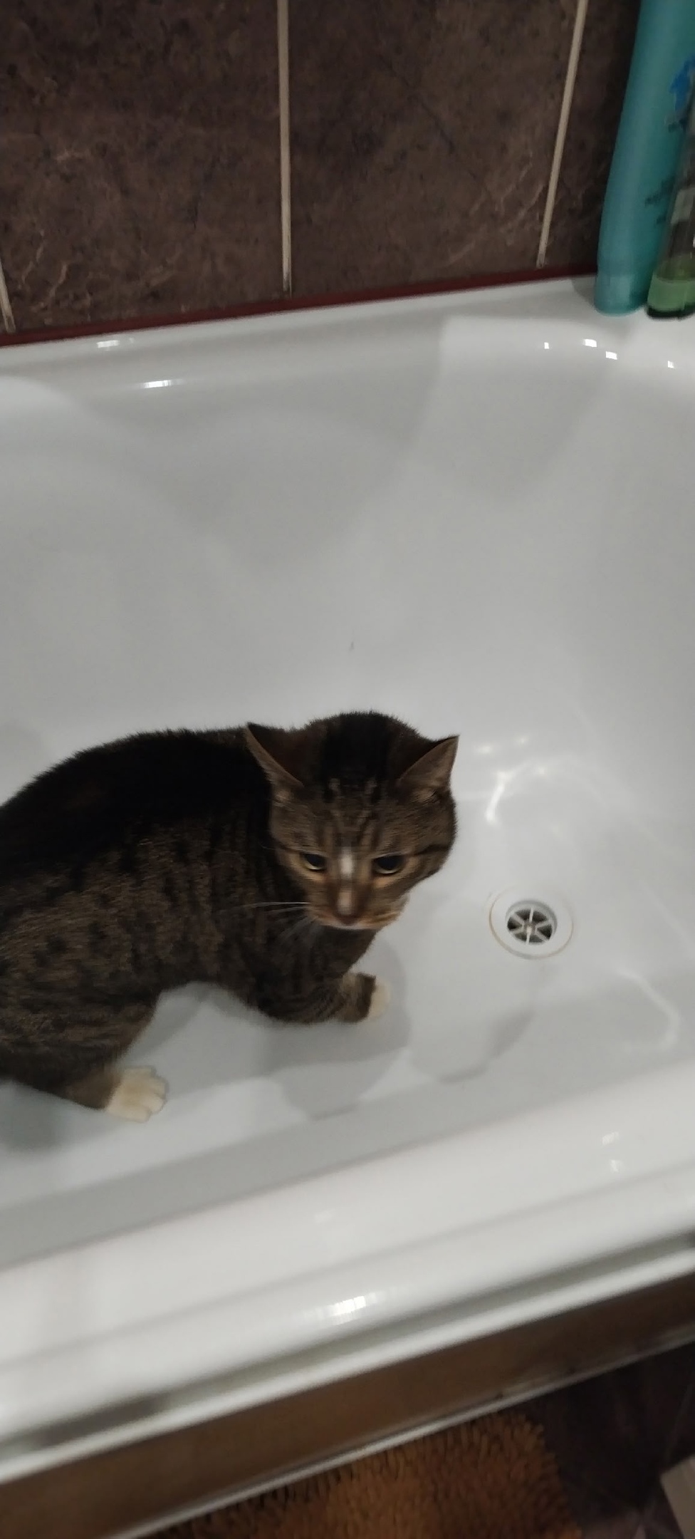 Пропала кошка в Ухте — фото объявления