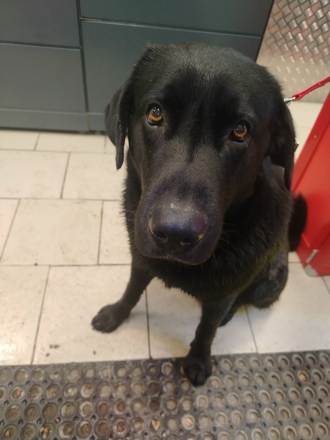 Найдена собака в Ухте — фото объявления