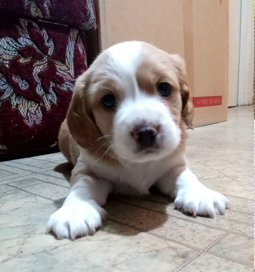 Пропала собака в Ухте — фото объявления