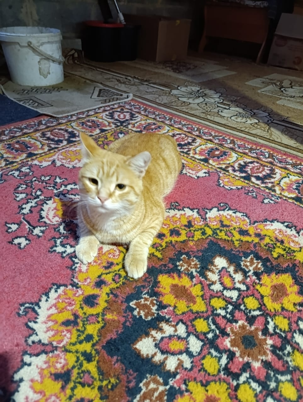 Найдена собака в Златоусте — фото объявления