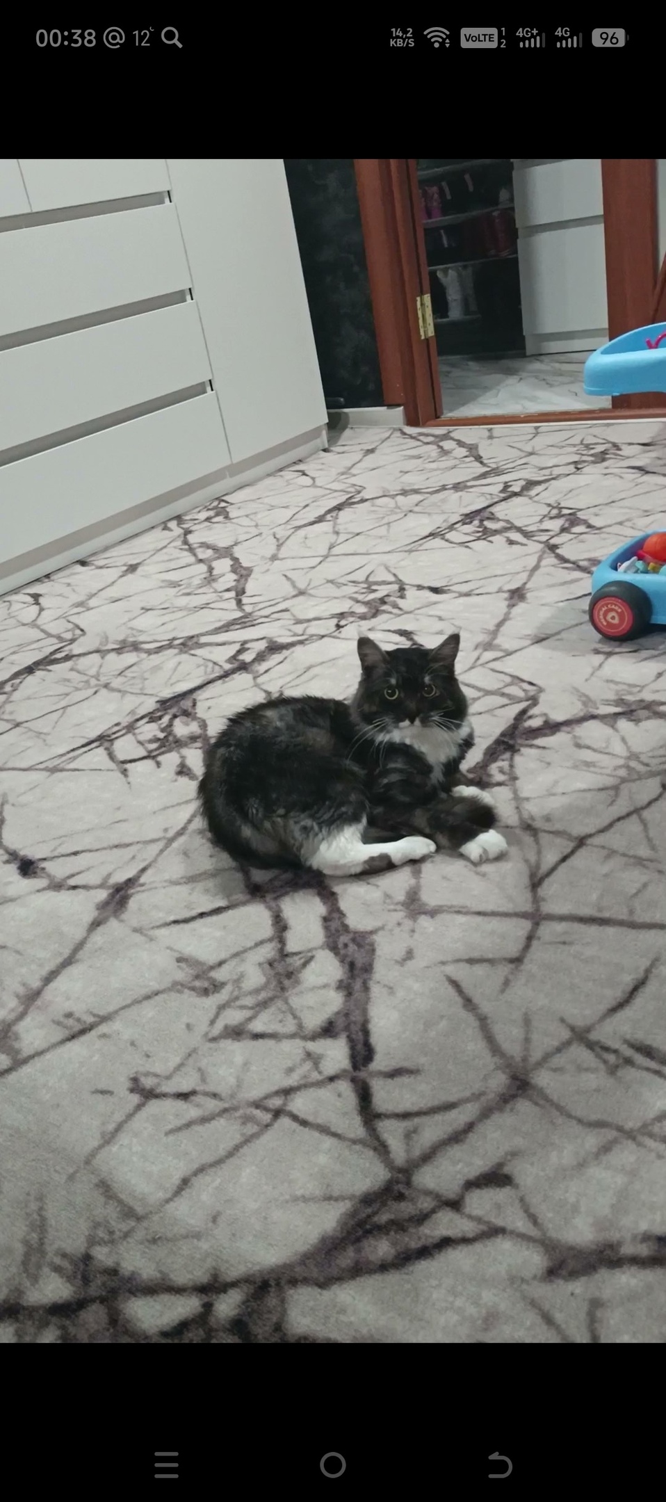 Пропала кошка в Златоусте — фото объявления