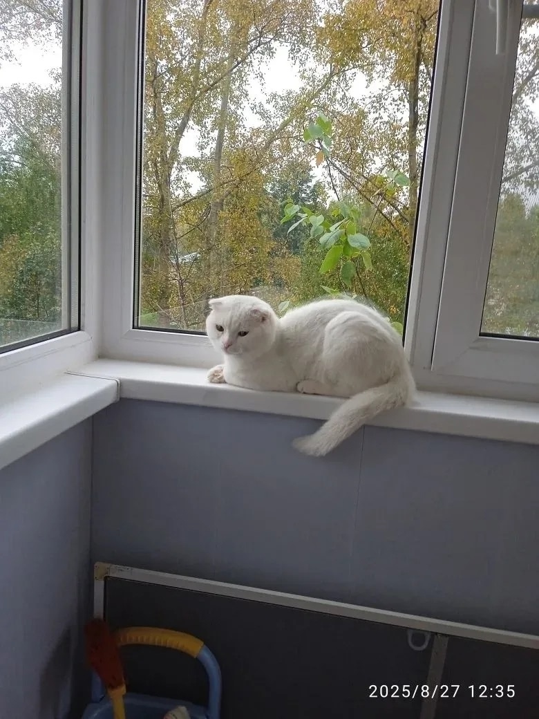 Найдена кошка в Златоусте — фото объявления