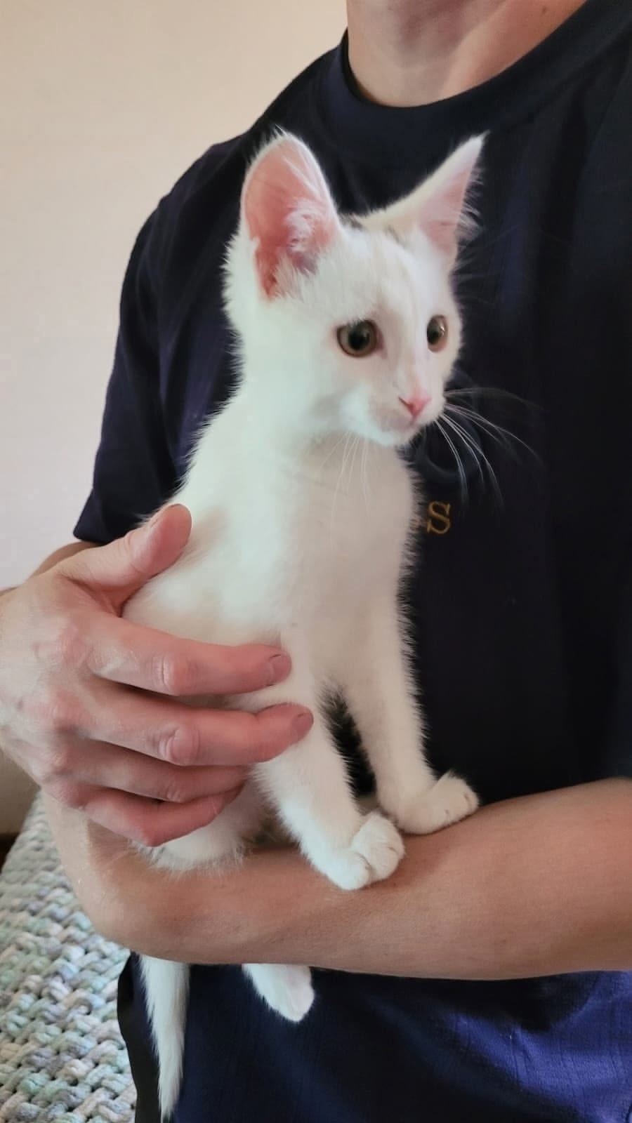 Найдена кошка в Златоусте — фото объявления