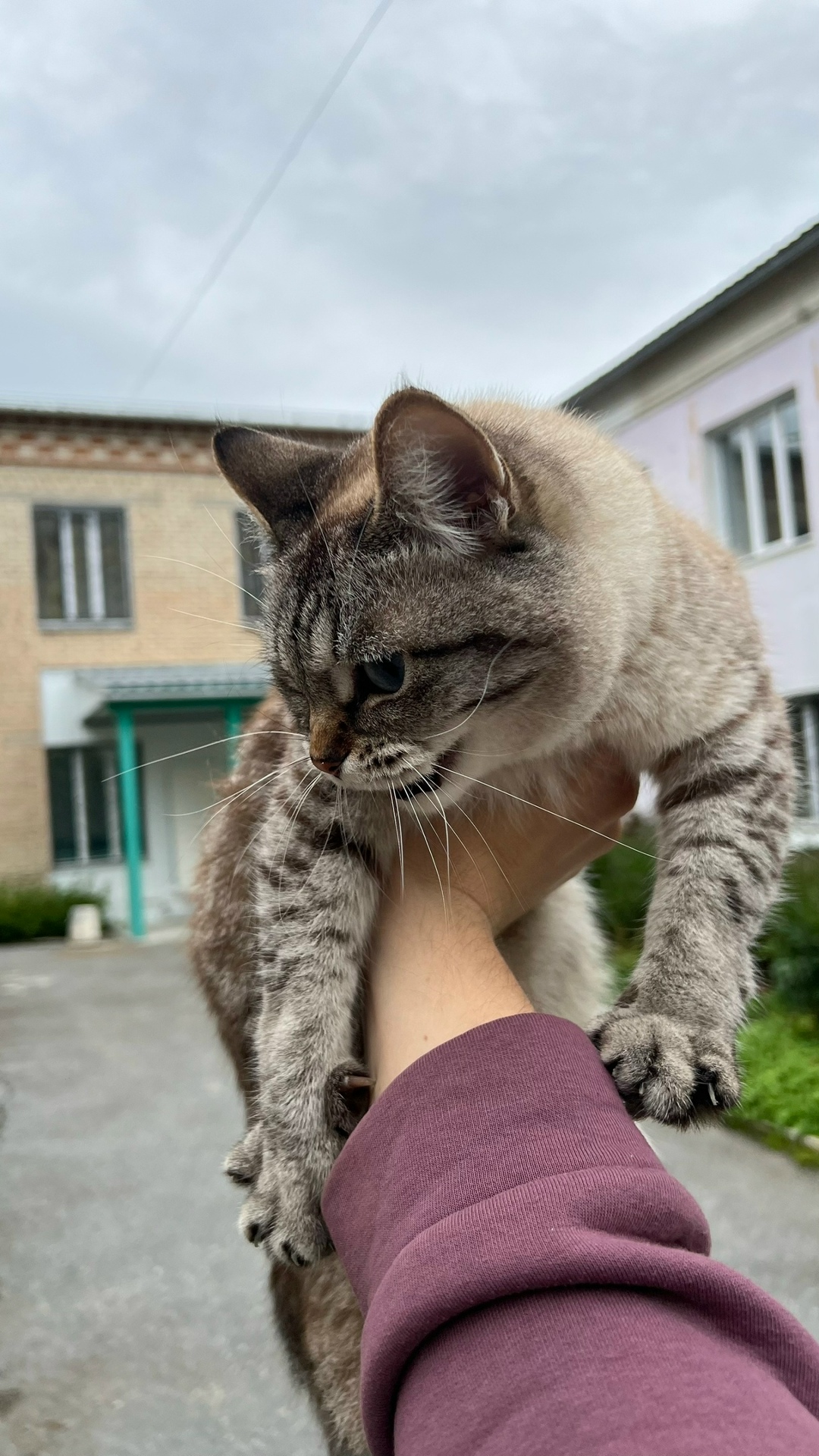 Пропала кошка в Златоусте — фото объявления