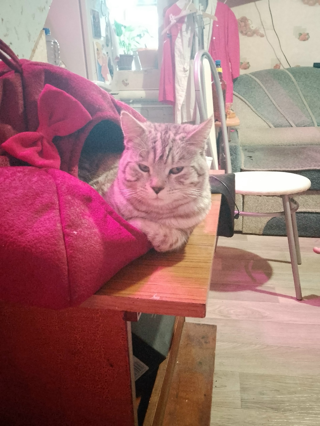 Пропала кошка в Златоусте — фото объявления