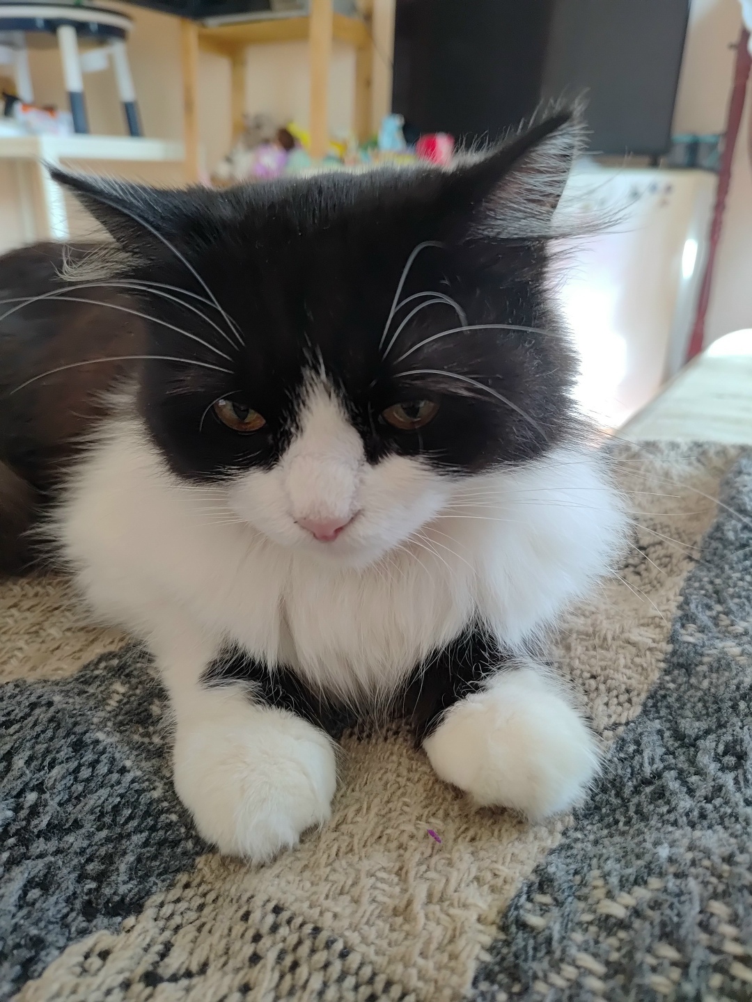 Пропала кошка в Златоусте — фото объявления