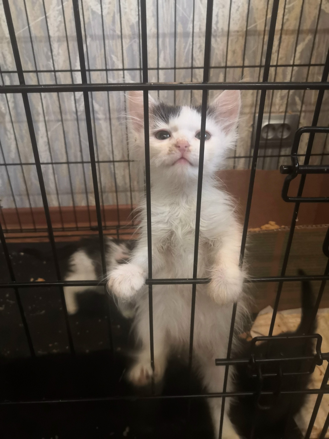 Найдена кошка в Златоусте — фото объявления