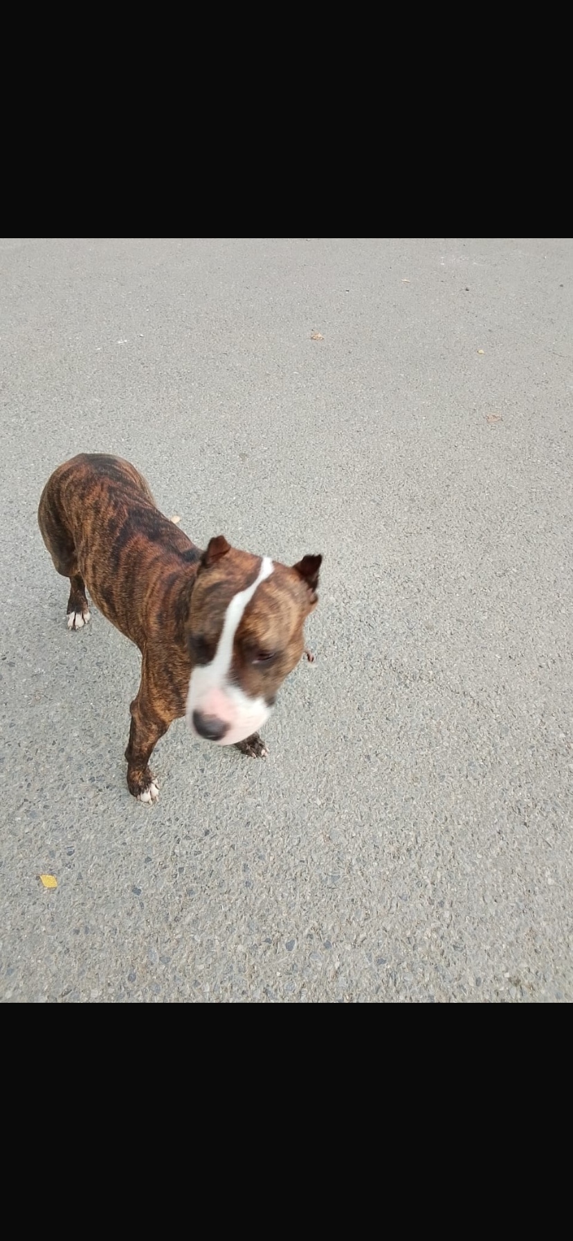 Найдена собака в Златоусте — фото объявления