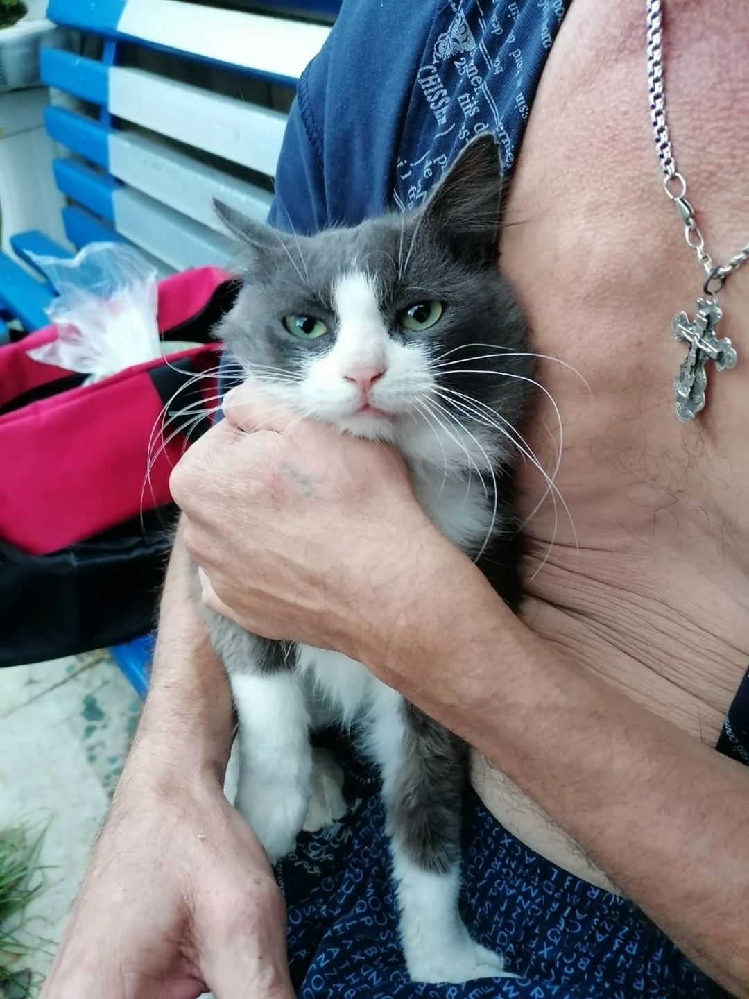 Найдена кошка в Златоусте — фото объявления