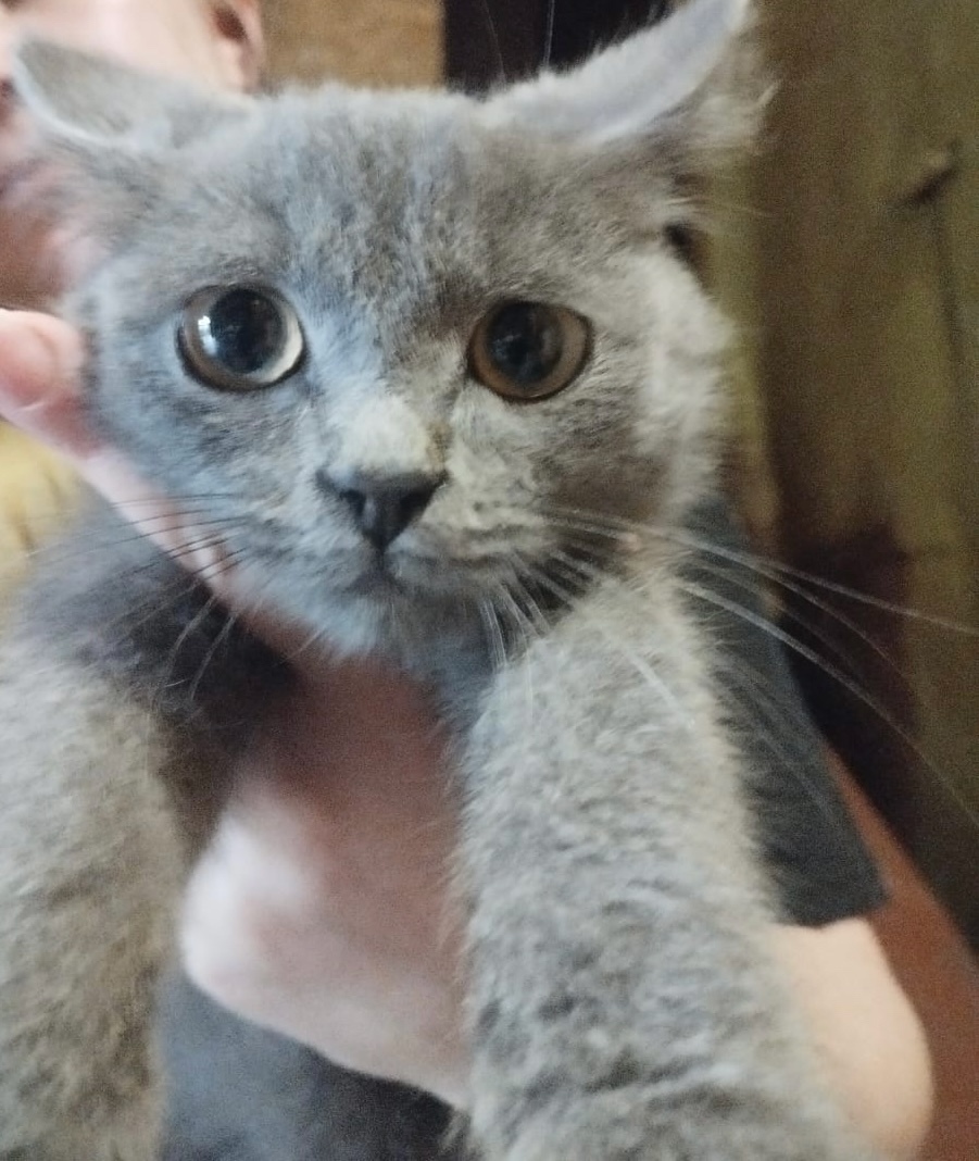 Найдена кошка в Златоусте — фото объявления