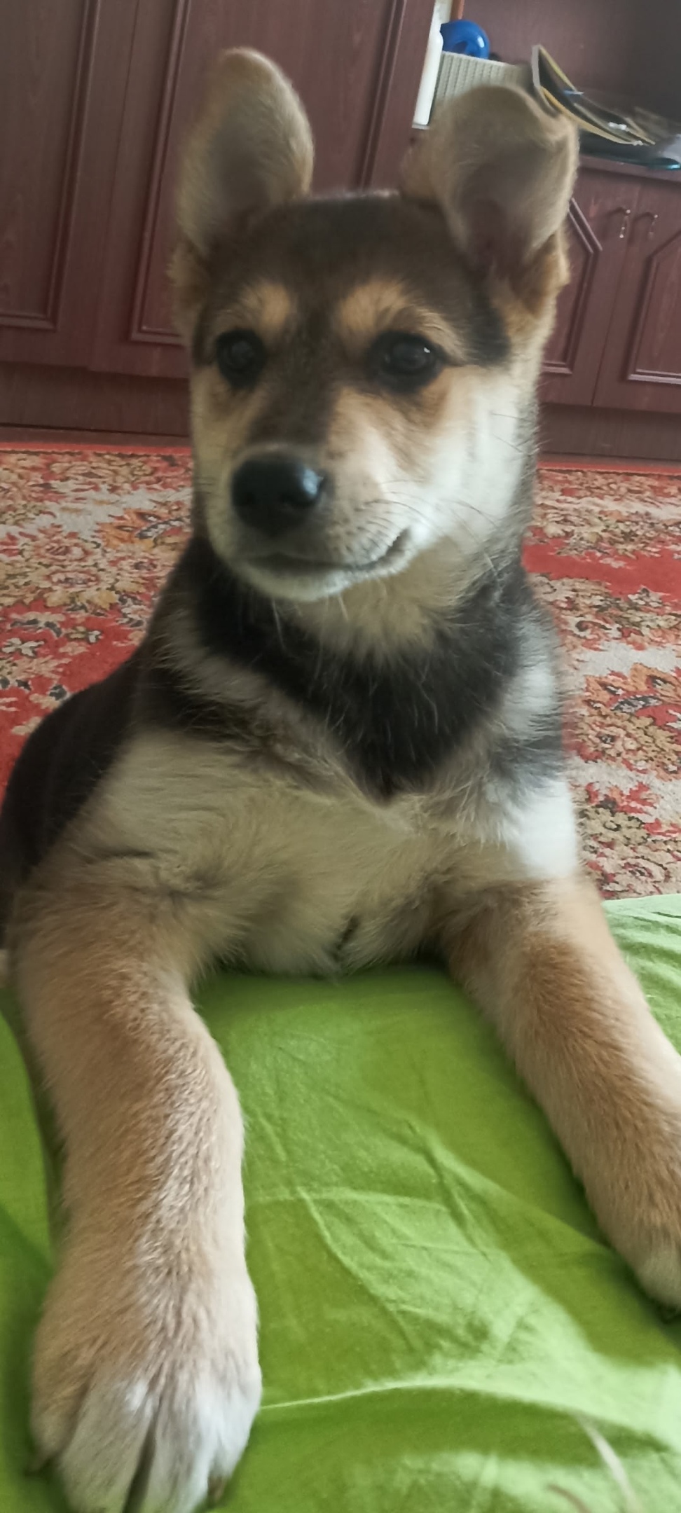 Пропала собака в Златоусте — фото объявления