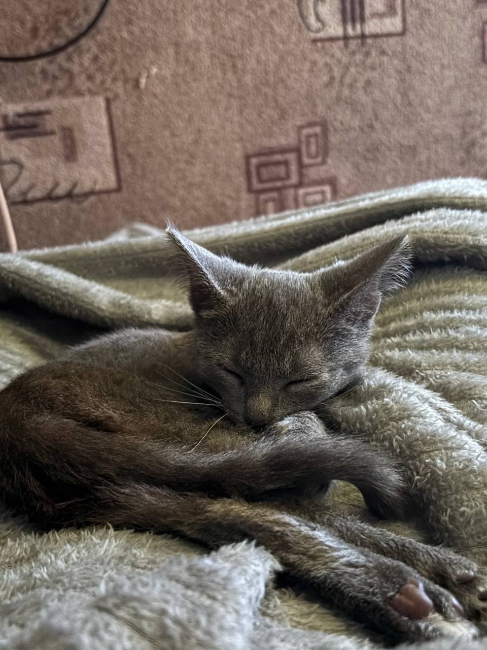 Пропала кошка в Златоусте — фото объявления