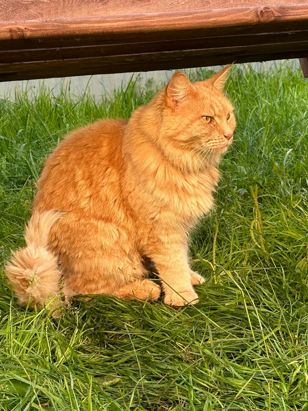 Пропала собака в Златоусте — фото объявления