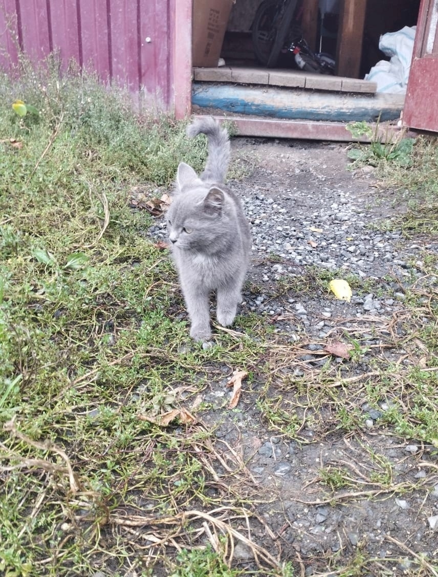 Найдена кошка в Златоусте — фото объявления