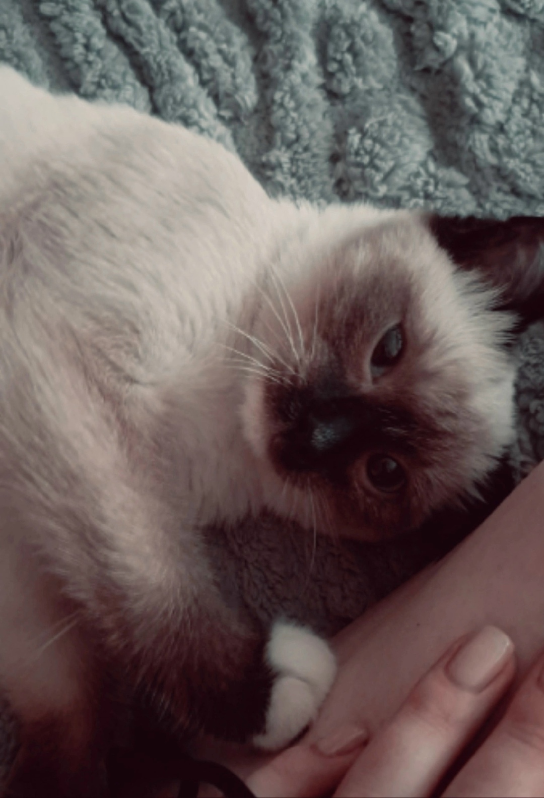 Пропала кошка в Златоусте — фото объявления