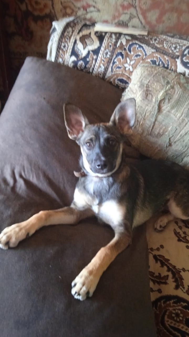 Пропала собака в Златоусте — фото объявления