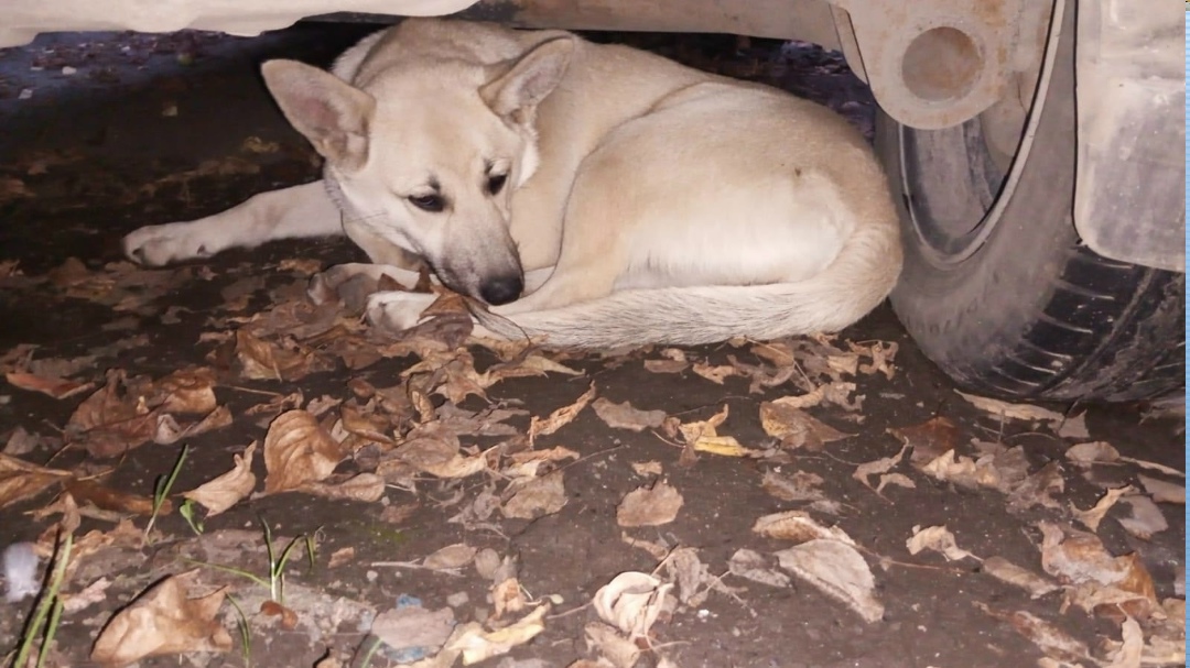 Пропала собака в Златоусте — фото объявления