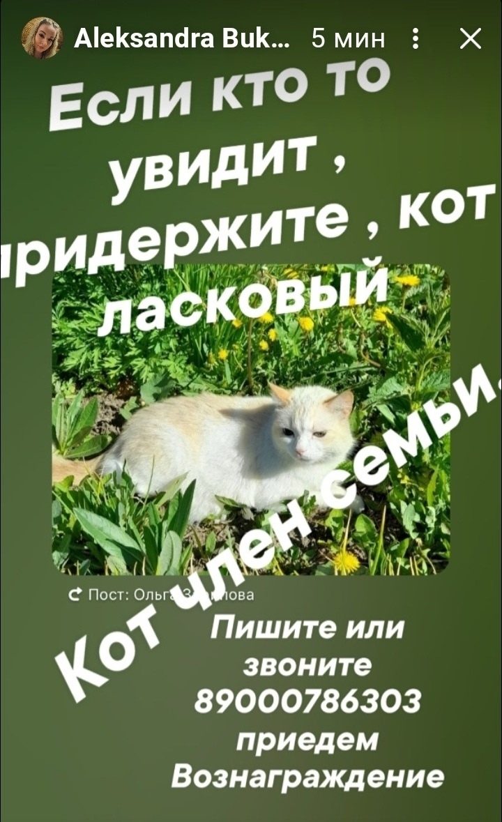 Пропала кошка в Златоусте — фото объявления
