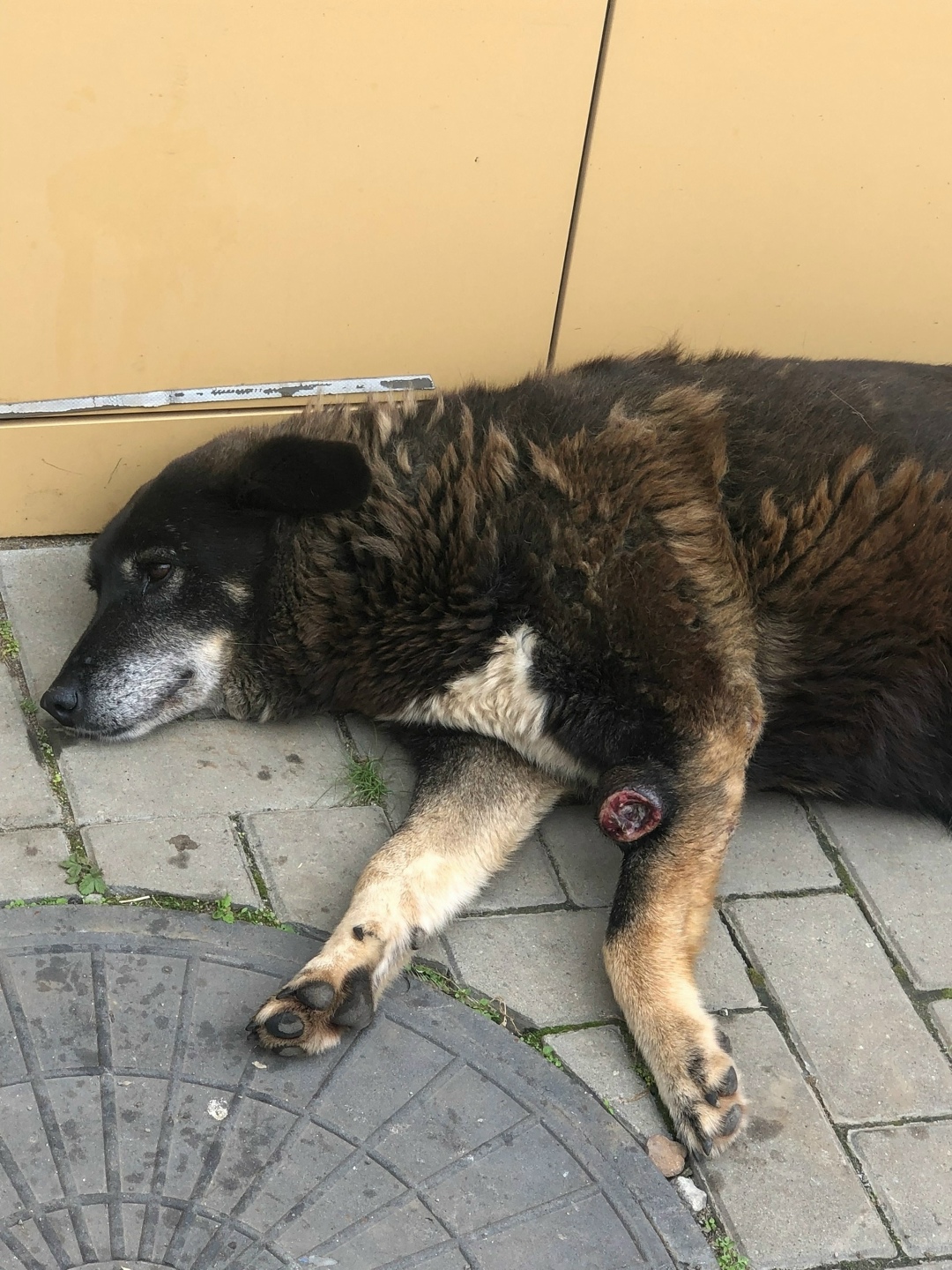 Пропала собака в Златоусте — фото объявления
