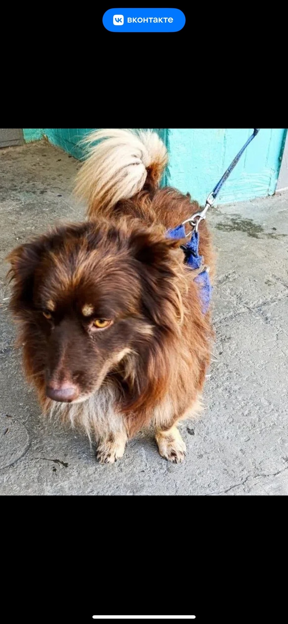 Найдена собака в Златоусте — фото объявления