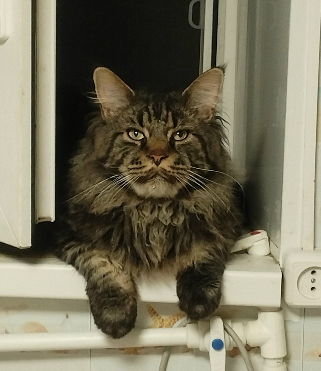 Пропала собака в Златоусте — фото объявления