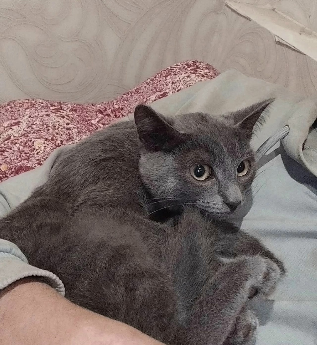 Пропала кошка в Златоусте — фото объявления