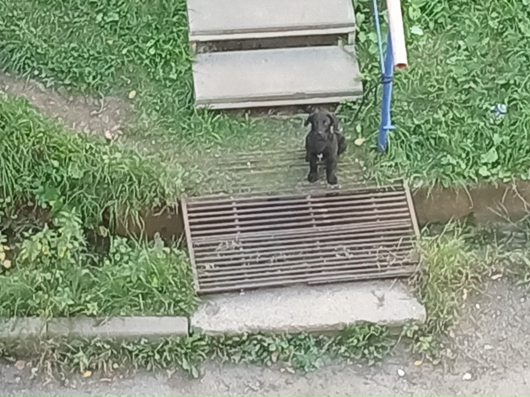 Пропала собака в Златоусте — фото объявления