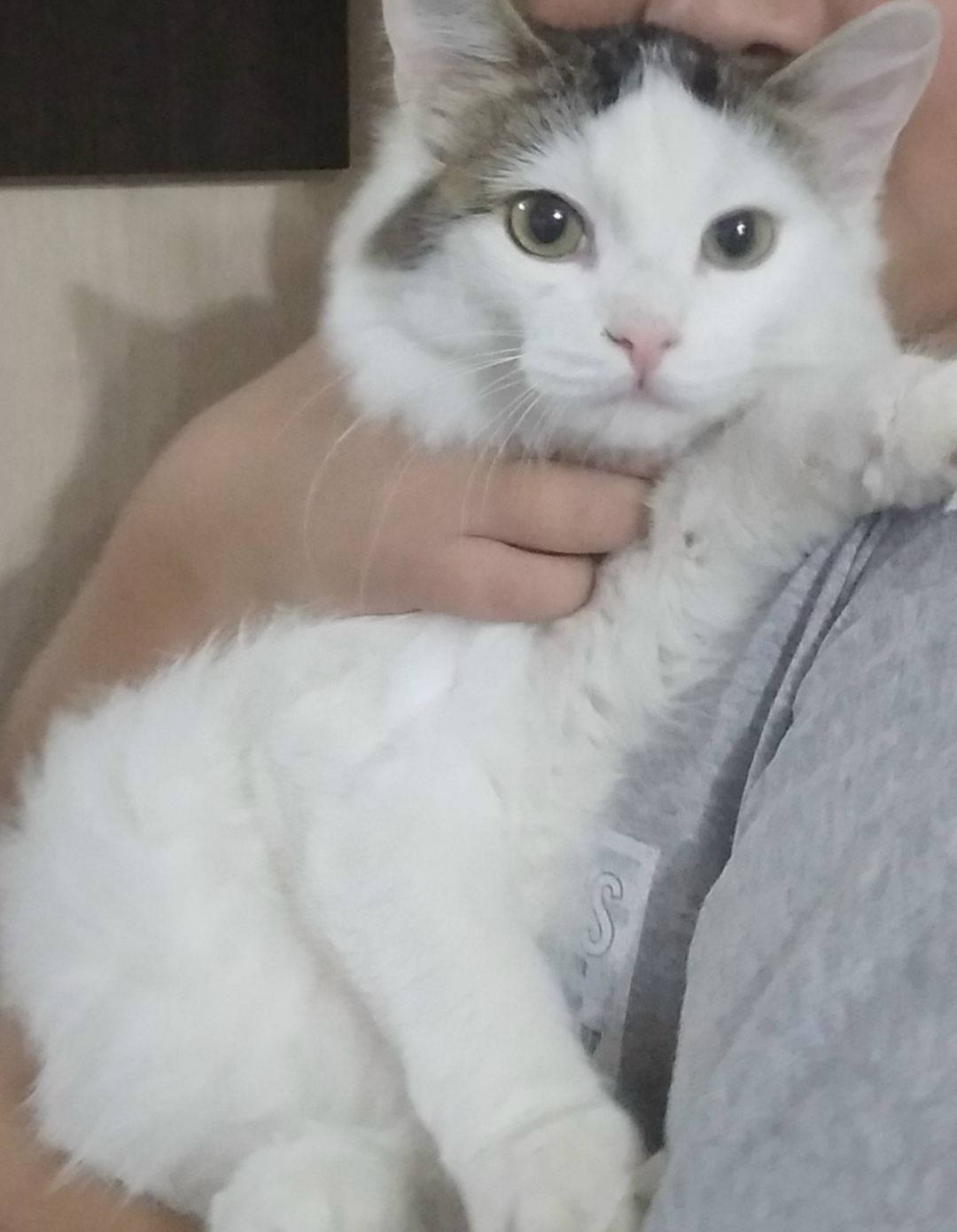 Пропала кошка в Златоусте — фото объявления