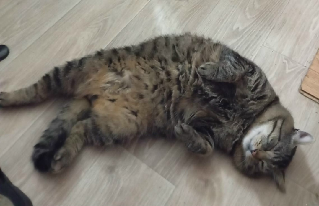 Пропала кошка в Златоусте — фото объявления