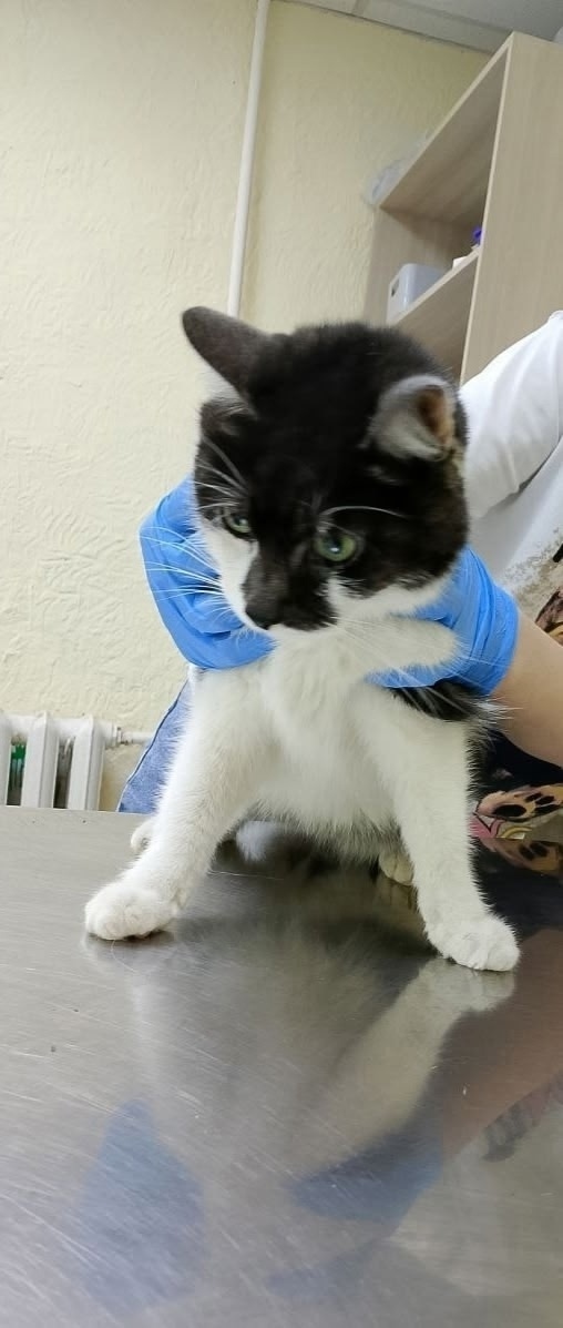 Найдена собака в Златоусте — фото объявления