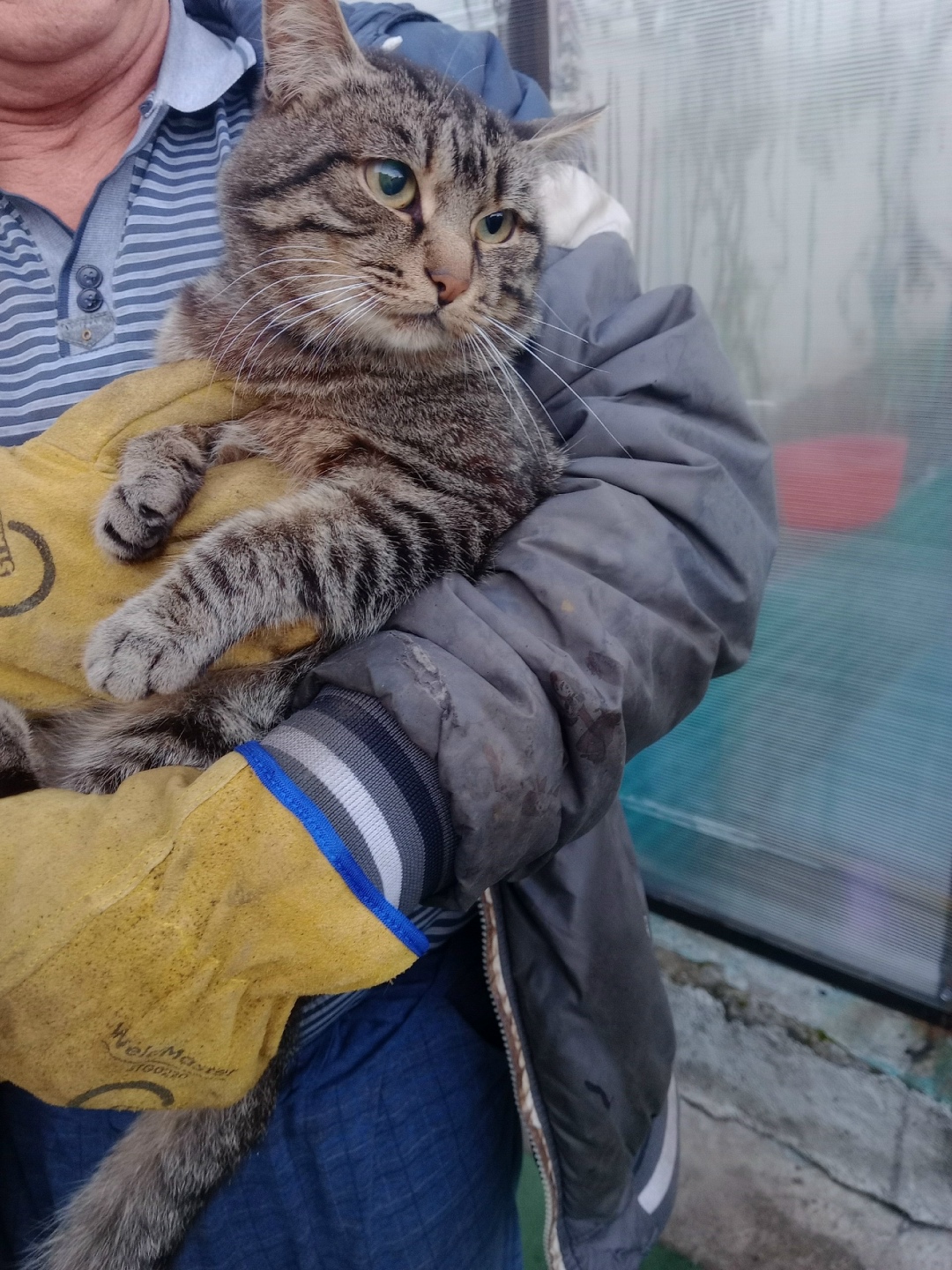 Найдена собака в Златоусте — фото объявления