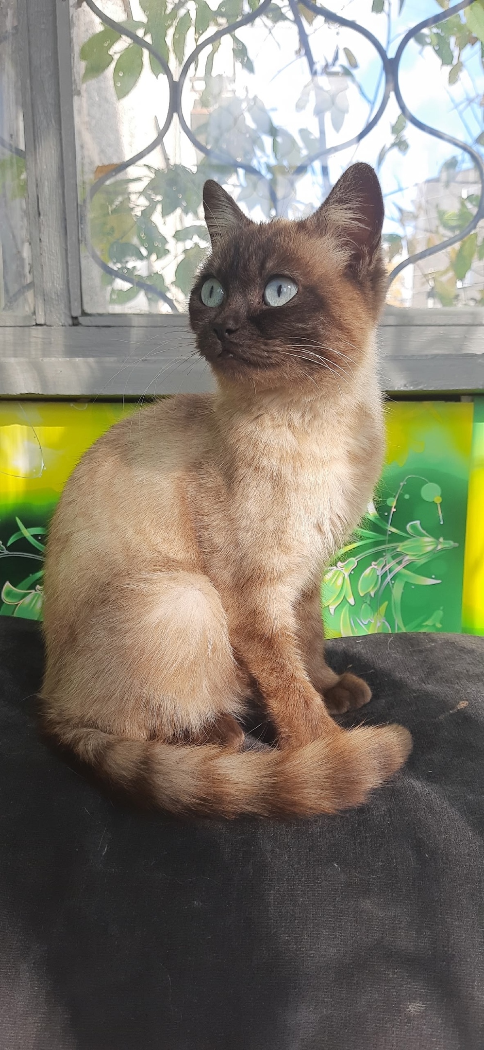 Найдена собака в Златоусте — фото объявления