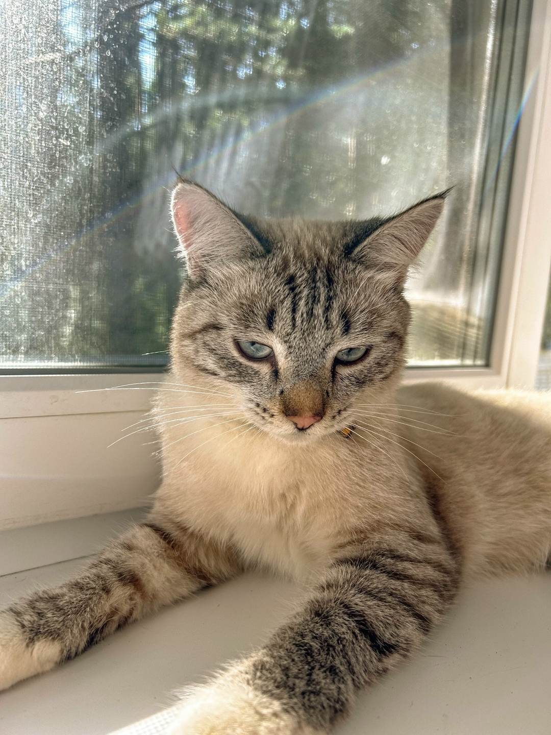 Пропала кошка в Златоусте — фото объявления