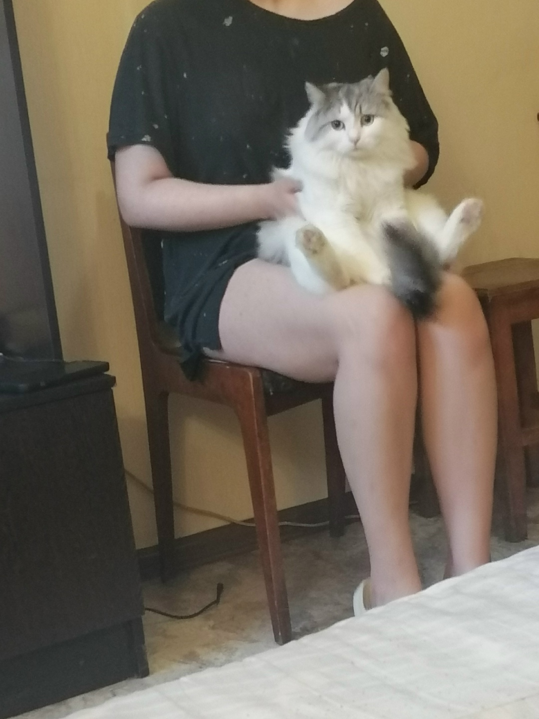 Пропала кошка в Златоусте — фото объявления