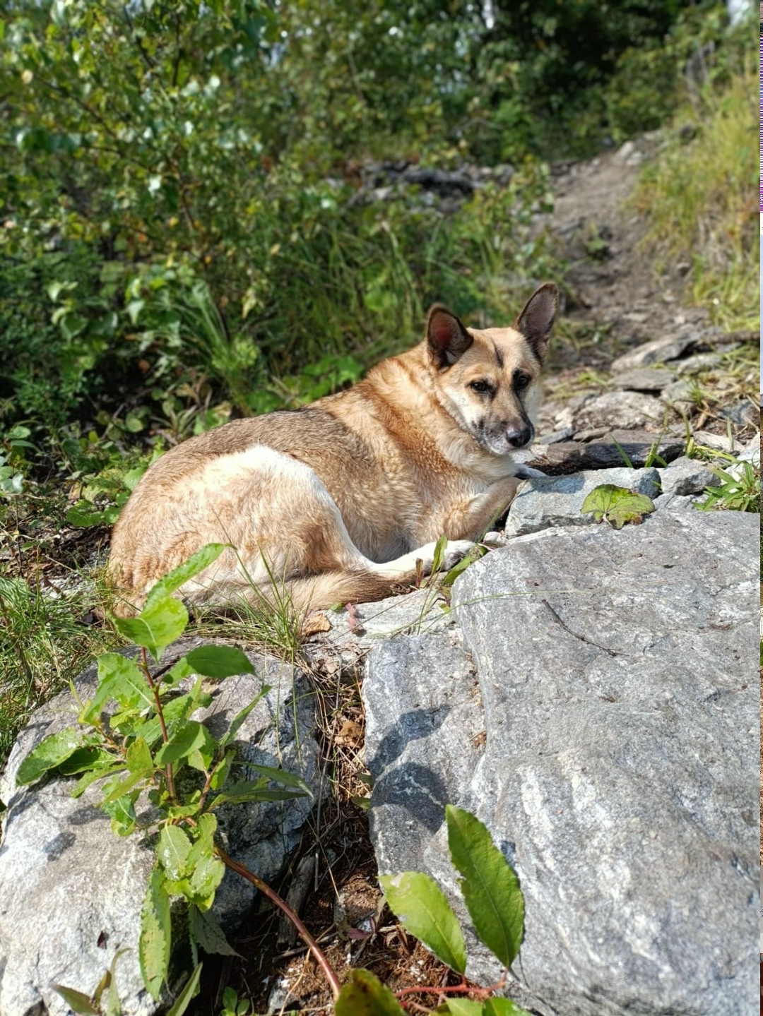 Пропала собака в Златоусте — фото объявления