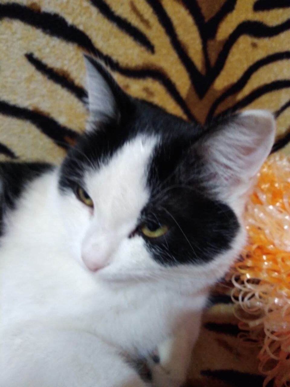 Пропала собака в Златоусте — фото объявления