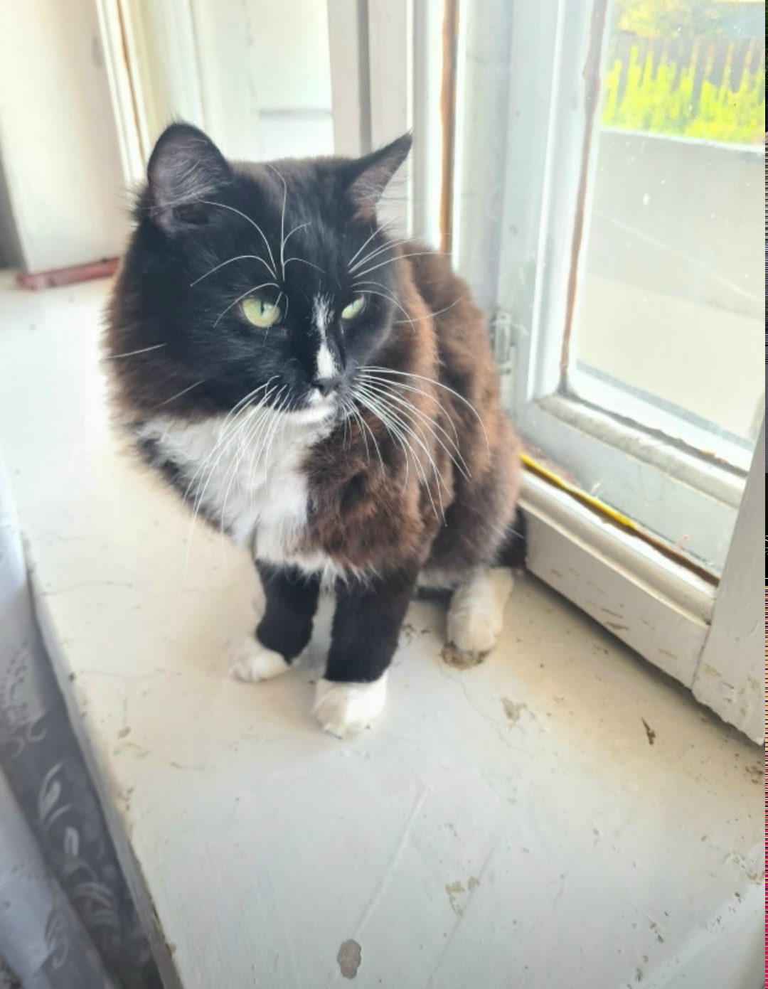 Пропала кошка в Златоусте — фото объявления