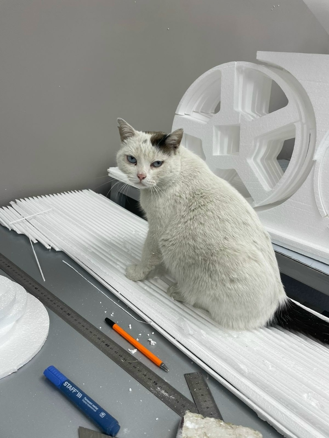 Пропала кошка в Златоусте — фото объявления