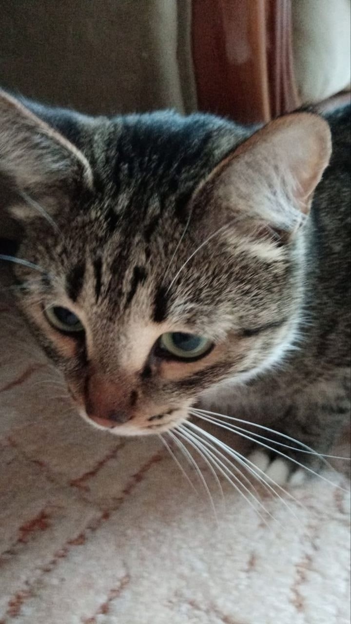 Пропала кошка в Златоусте — фото объявления