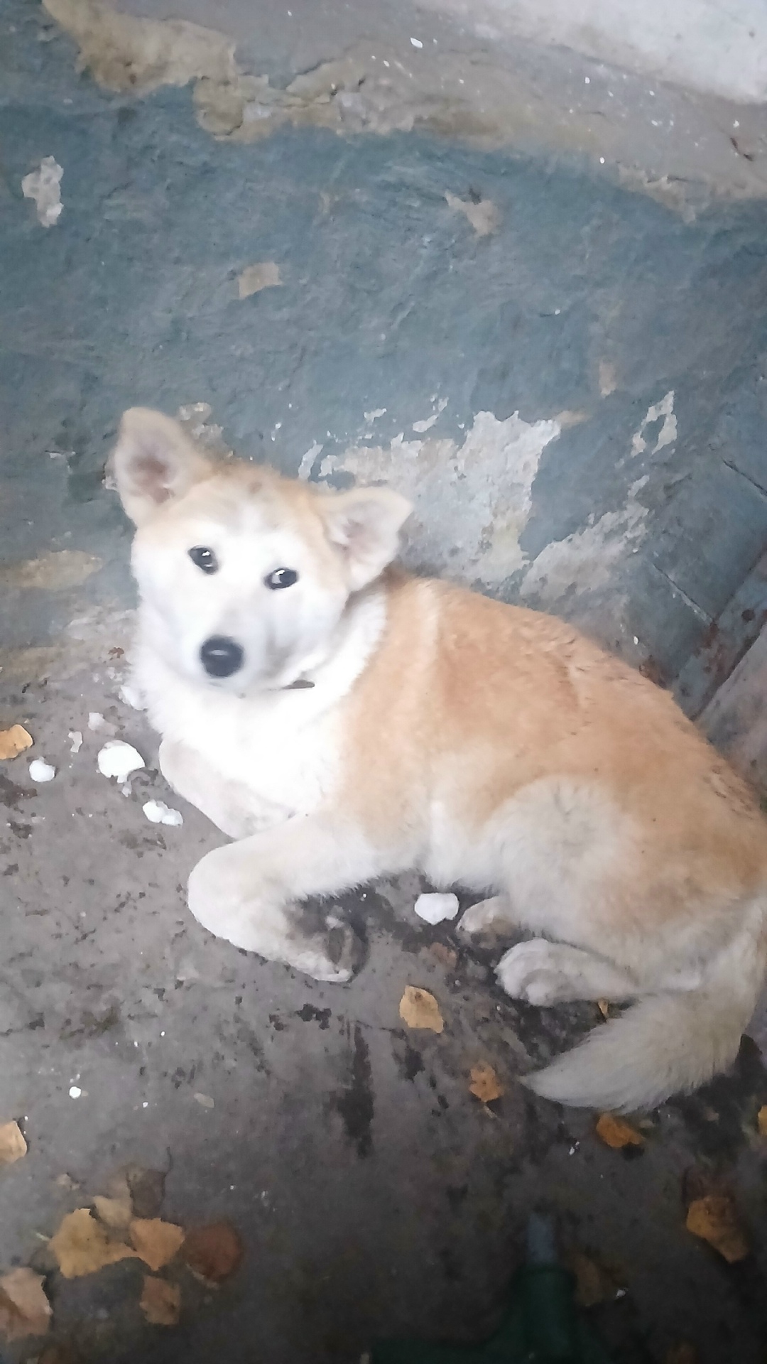 Пропала собака в Златоусте — фото объявления