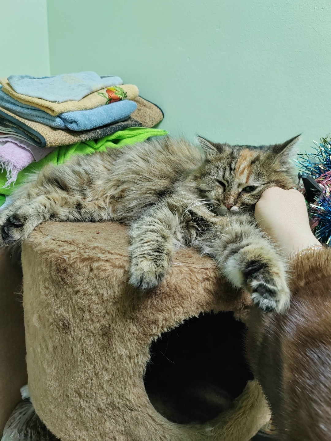 Пропала кошка в Златоусте — фото объявления