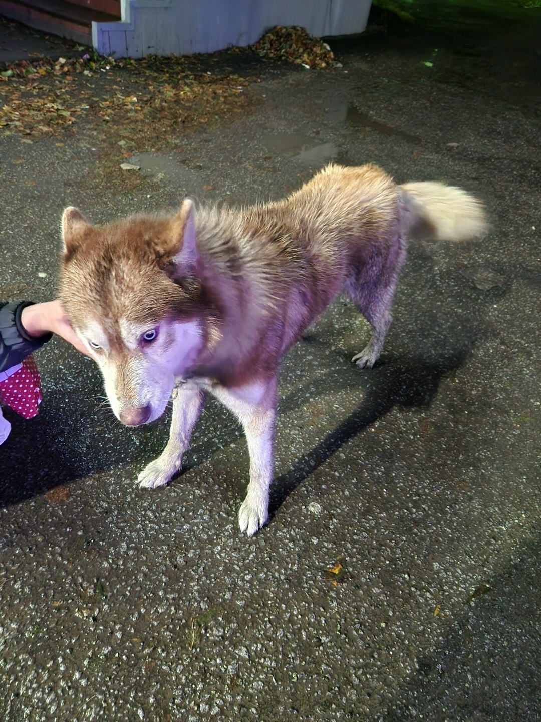 Пропала собака в Златоусте — фото объявления