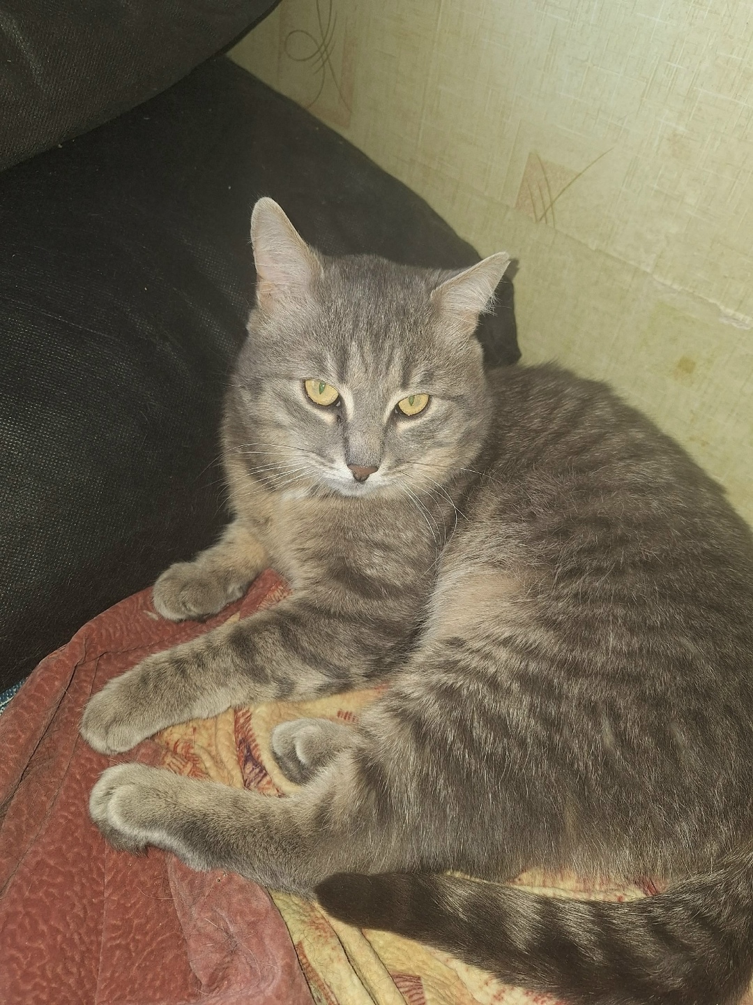 Найдена кошка в Златоусте — фото объявления