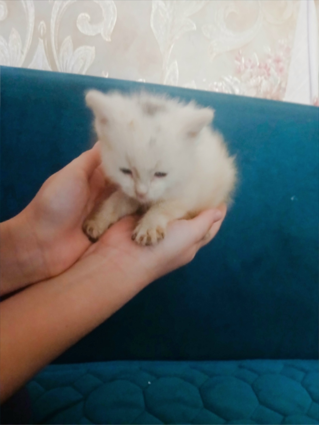 Найдена собака в Златоусте — фото объявления