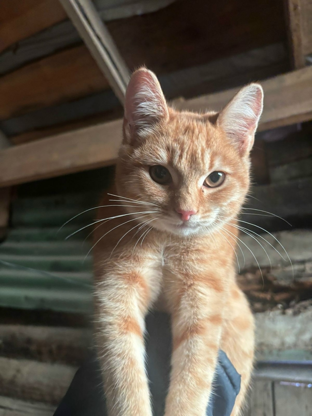 Найдена кошка в Златоусте — фото объявления