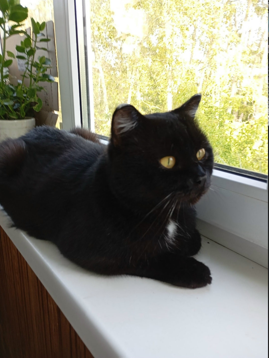 Найдена кошка в Златоусте — фото объявления