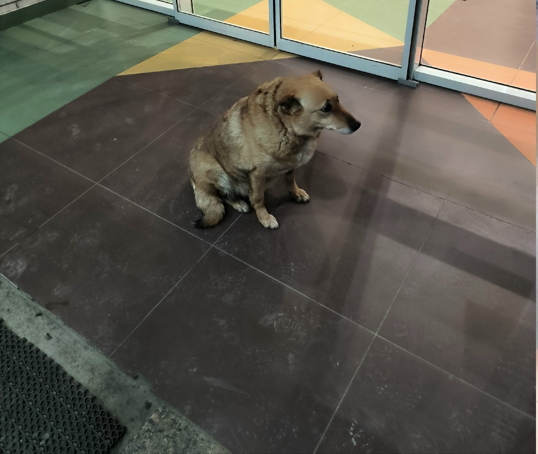 Пропала собака в Златоусте — фото объявления