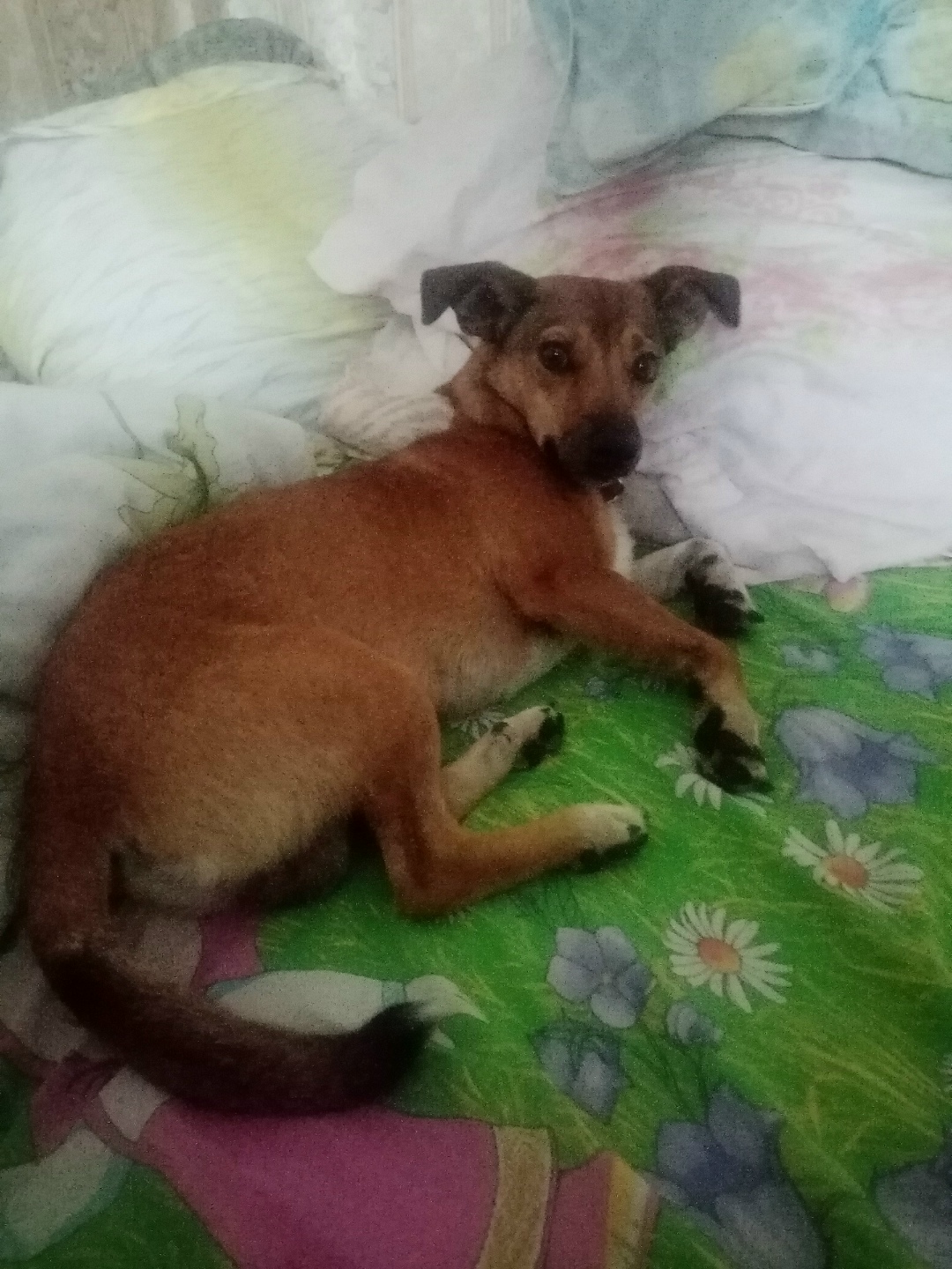 Пропала собака в Златоусте — фото объявления