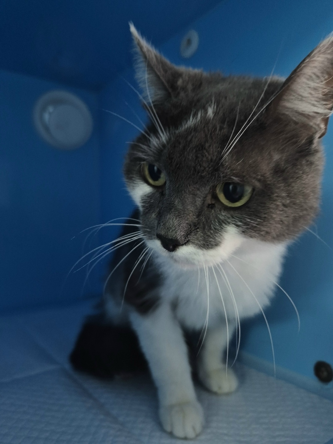 Пропала кошка в Златоусте — фото объявления